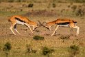 073 Masai Mara